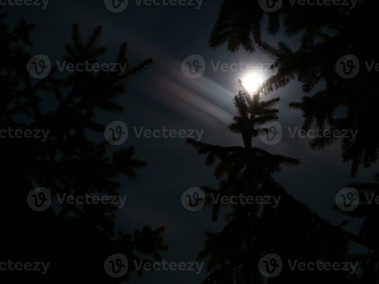 luminosa chiaro di luna al di sopra di abete rosso alberi foto