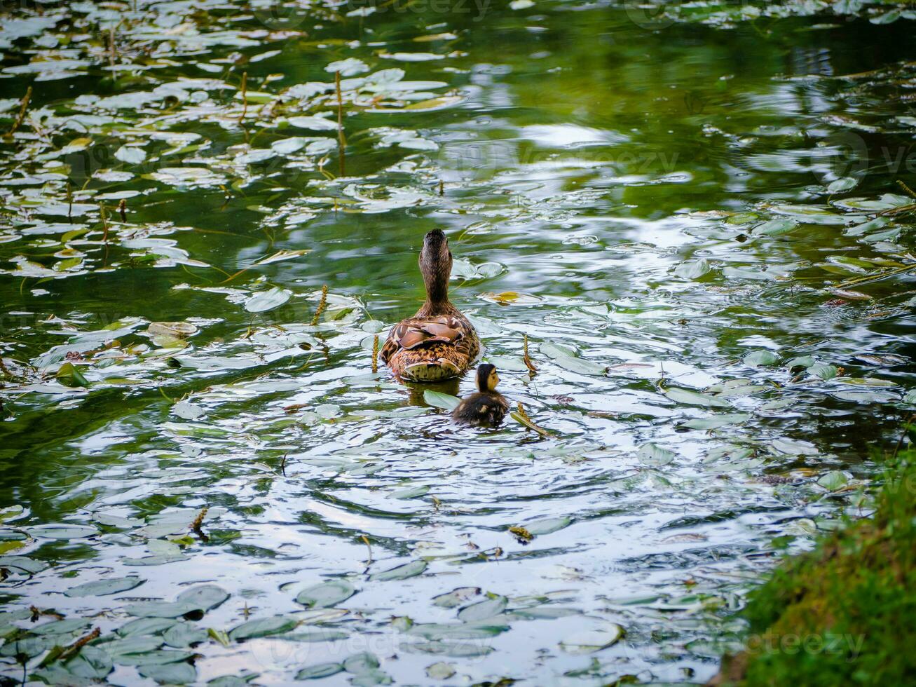 madre anatra e sua anatroccolo nuoto lontano foto