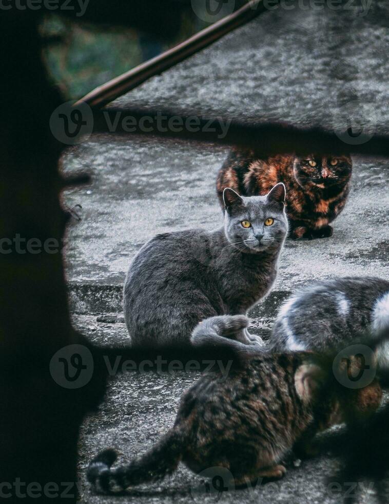 bellissimo quattro gatti - russo blu gatto con bellissimo giallo occhi foto