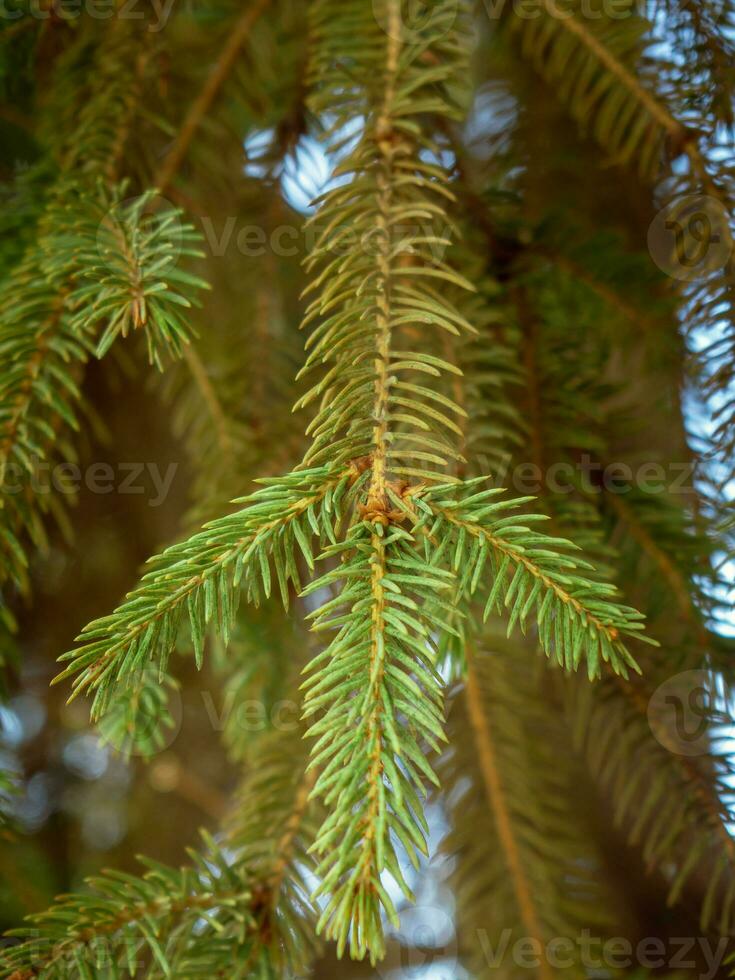 fresco verde pino aghi su un' pino albero - avvicinamento tiro foto