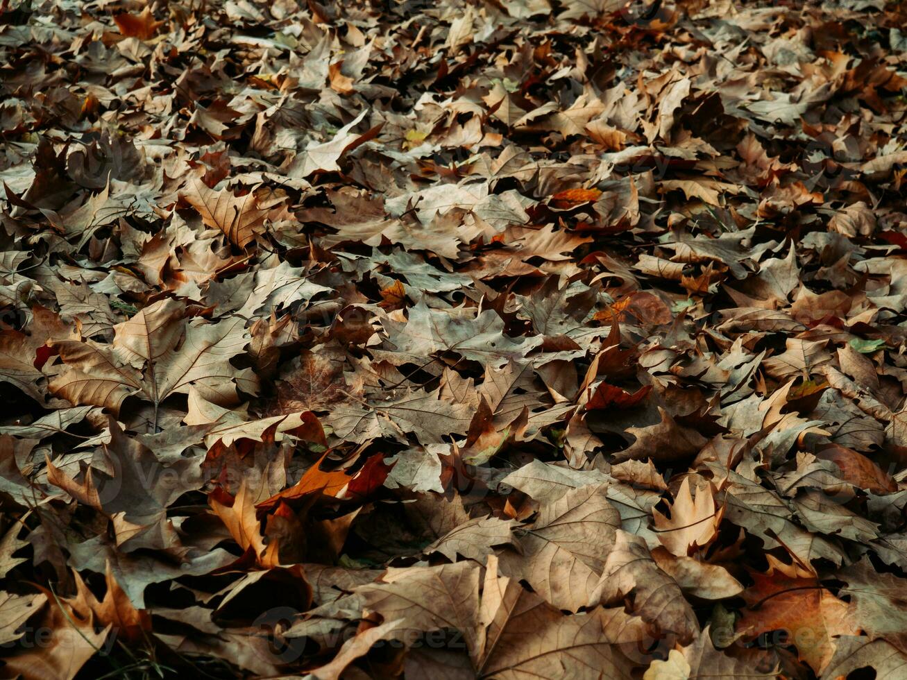 campo pieno di caduto acero le foglie nel autunno foto