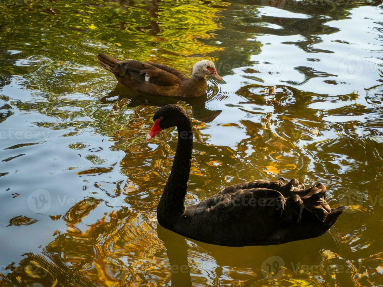 nero cigno e un' carino bianca headed anatra nuoto nel un' stagno su un' freddo autunno pomeriggio foto