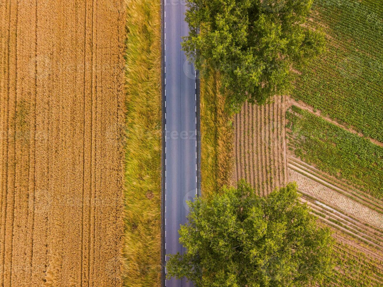 aereo Visualizza su il stretto autostrada nel il mezzo di il campo e Due grande alberi foto