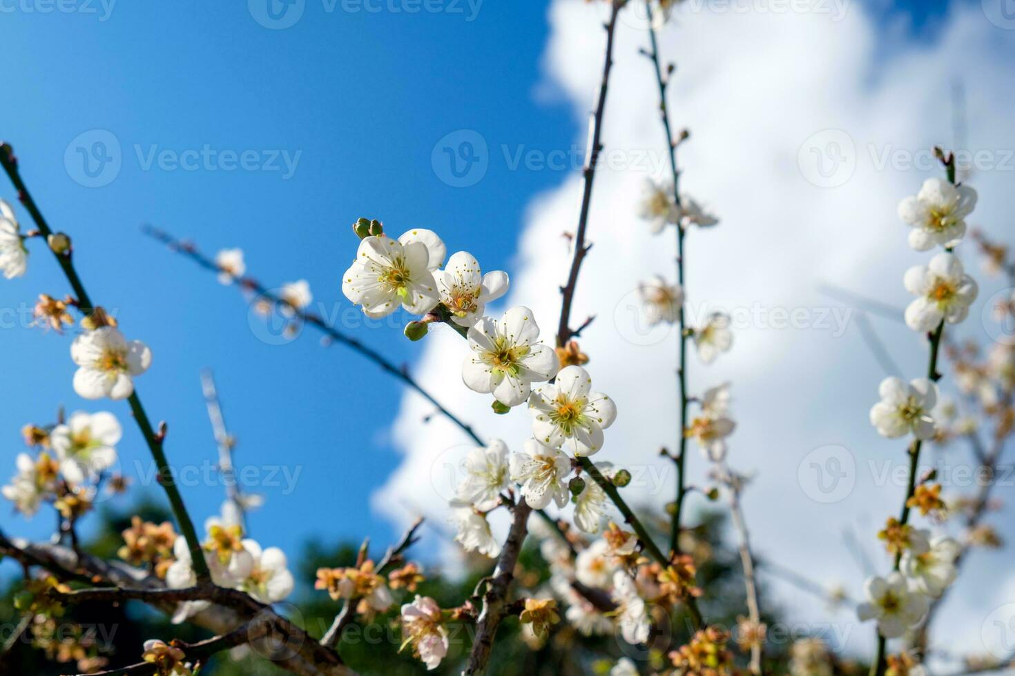 Cinese prugna, giapponese albicocca, fioritura bianca fiore bellissimo foto