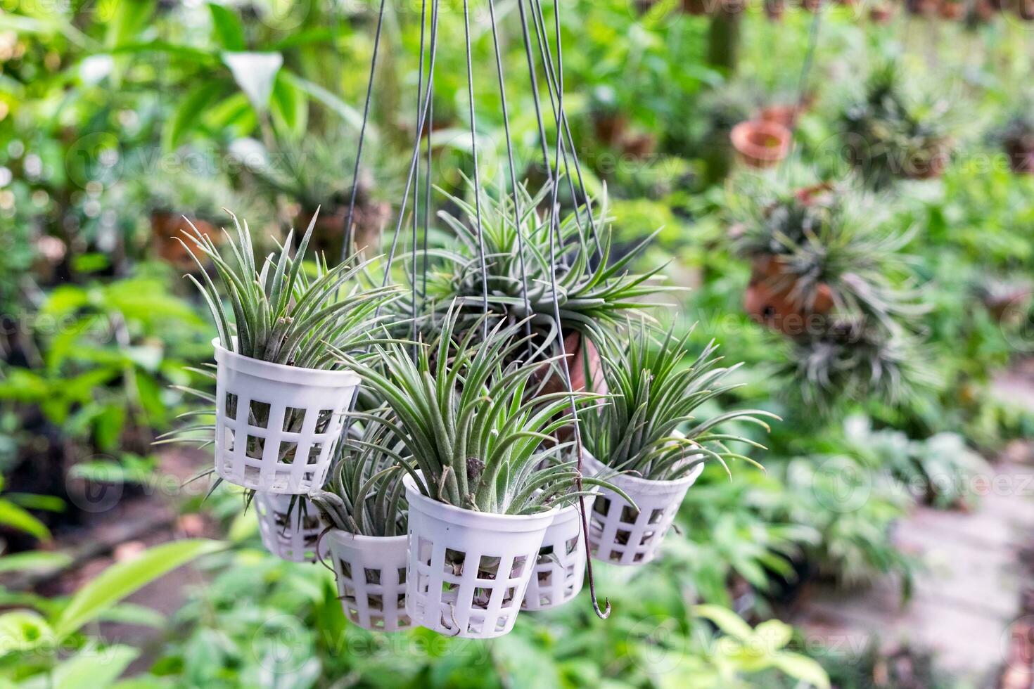 tillandsia pianta Tenere foto