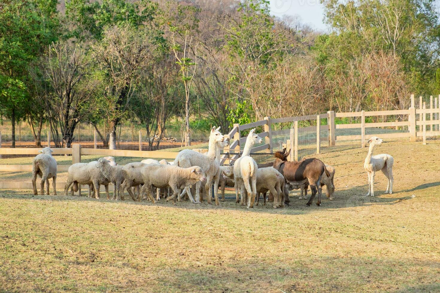 alpaca, pecora, asino in piedi in attesa cibo nel azienda agricola foto