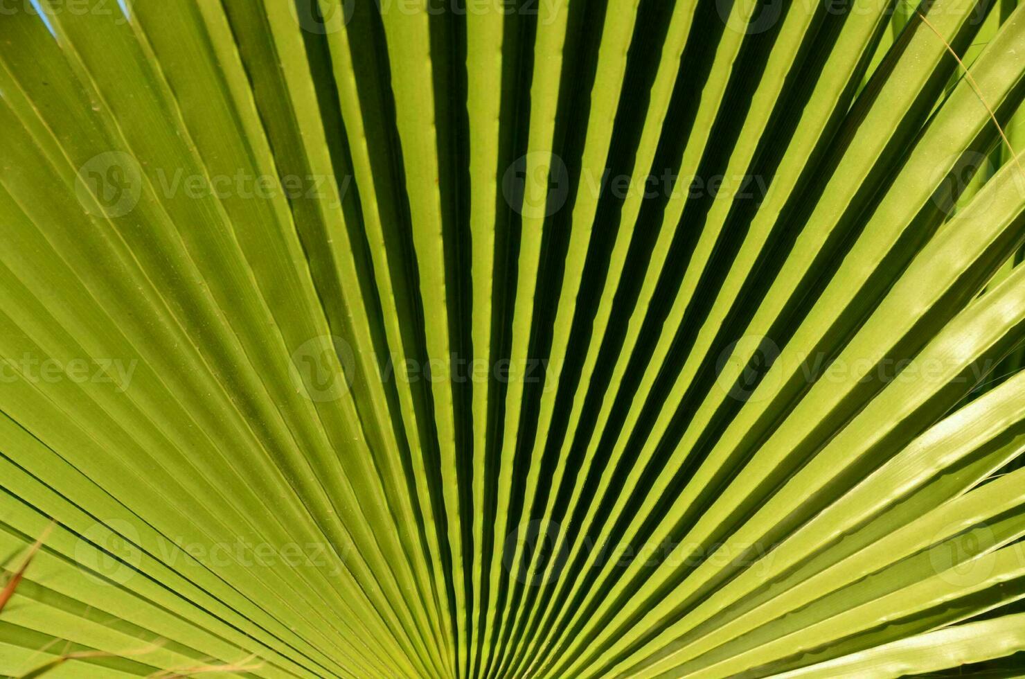 un' vicino su di un' palma foglia con verde le foglie foto