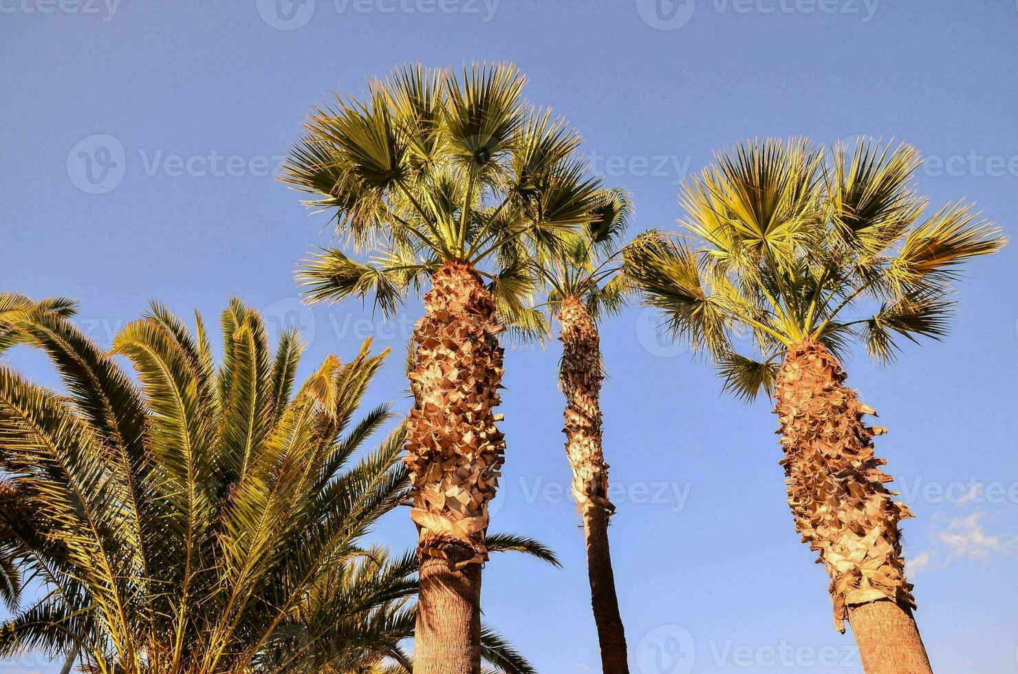 palme contro il cielo blu foto