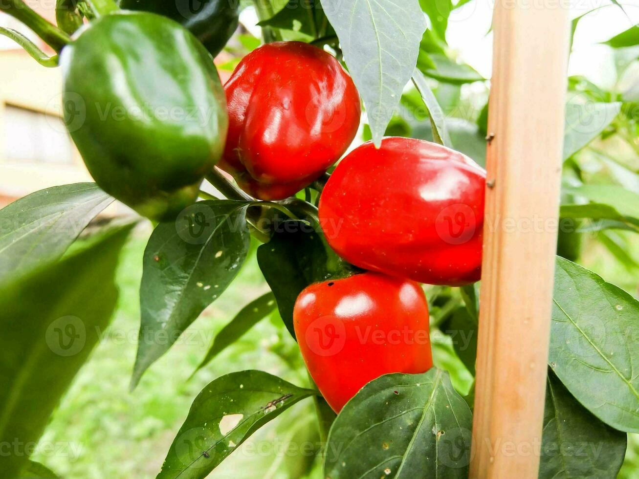 rosso e verde peperoni in crescita su un' pianta foto