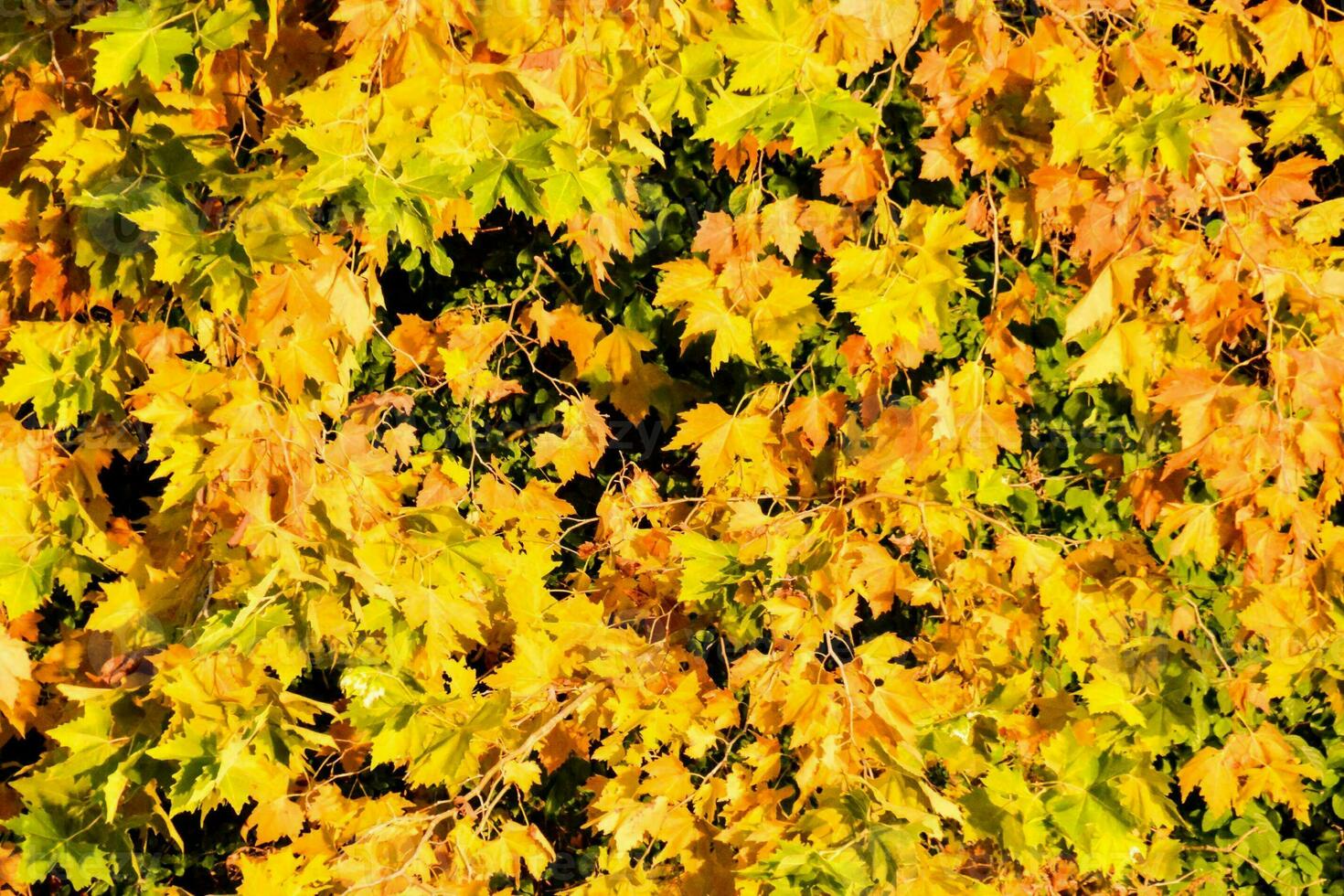 foglie autunnali su un albero foto