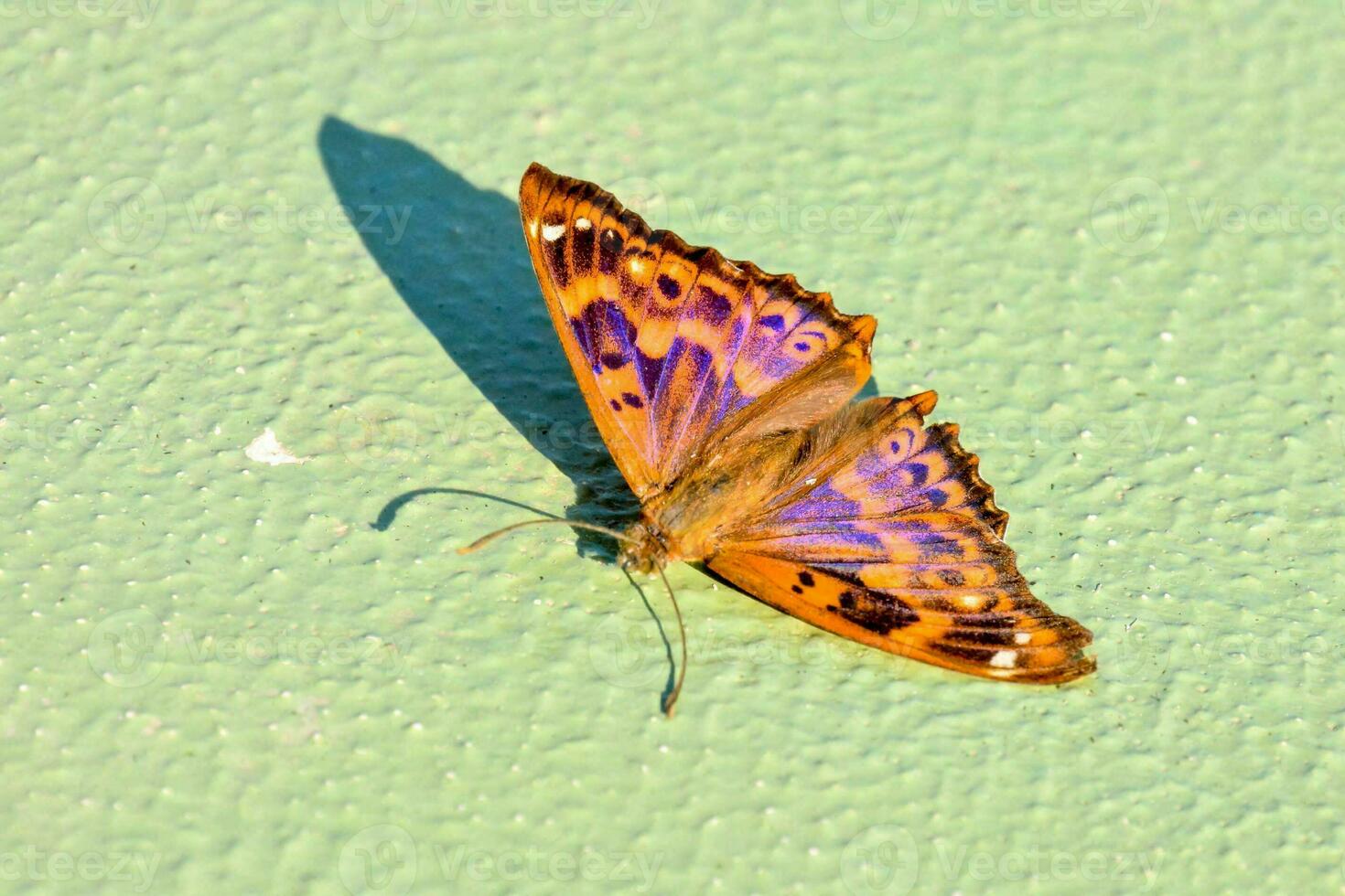 un' farfalla con viola e blu marcature su suo Ali foto