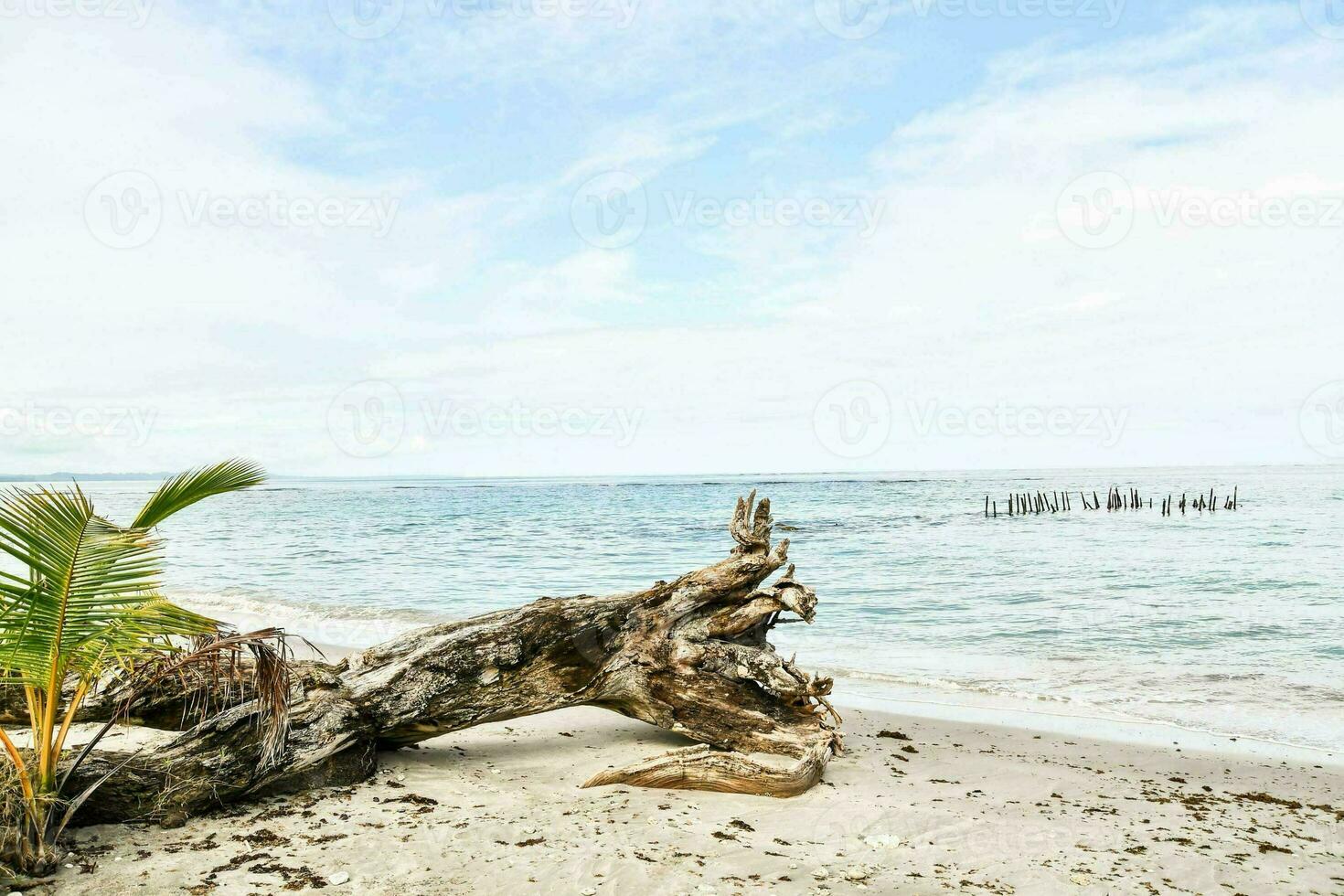 un' caduto albero su il spiaggia con palma alberi foto