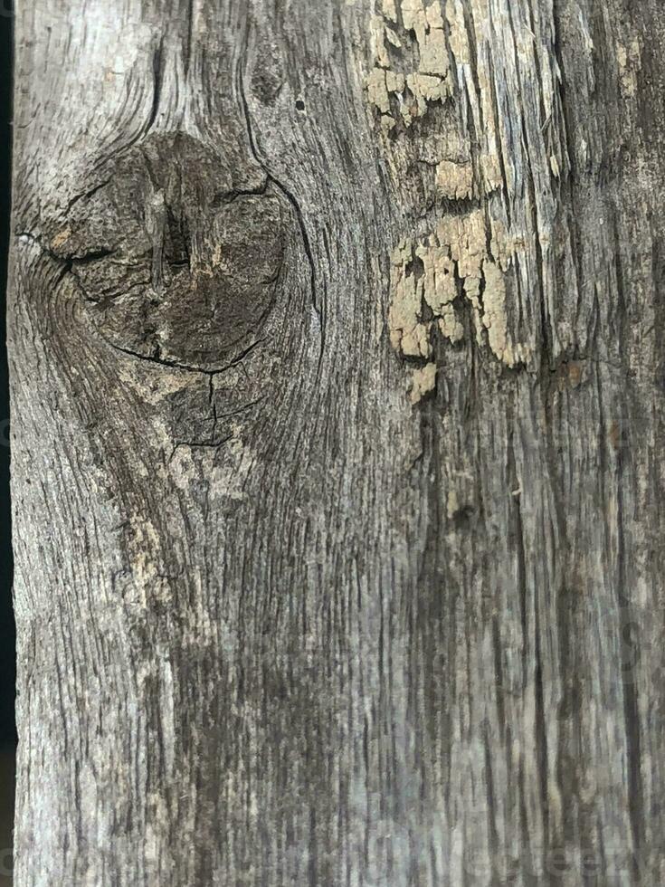 un' vicino su di un' albero con alcuni dipingere su esso foto