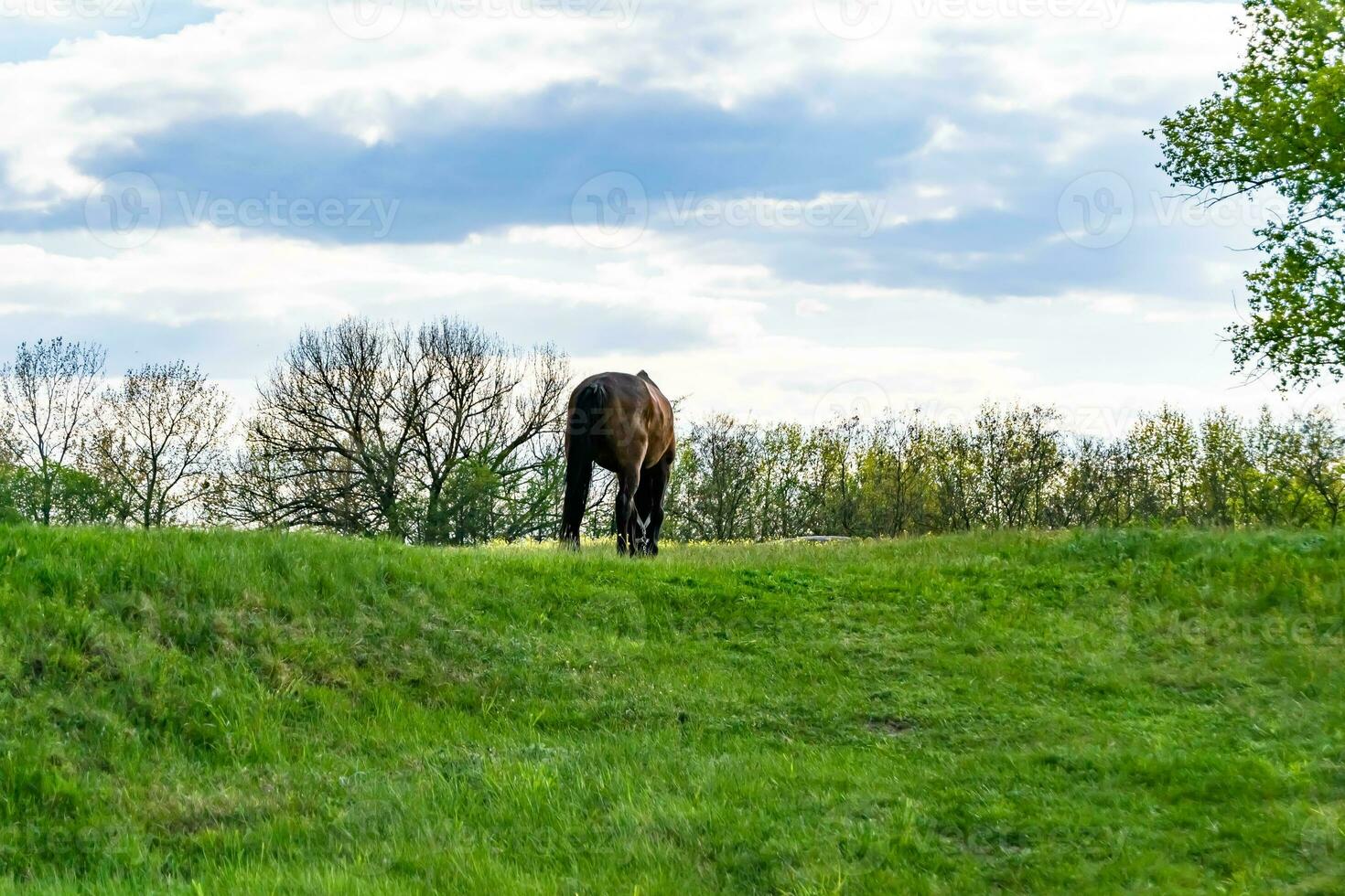 bellissimo stallone selvaggio cavallo marrone sul prato fiorito estivo foto