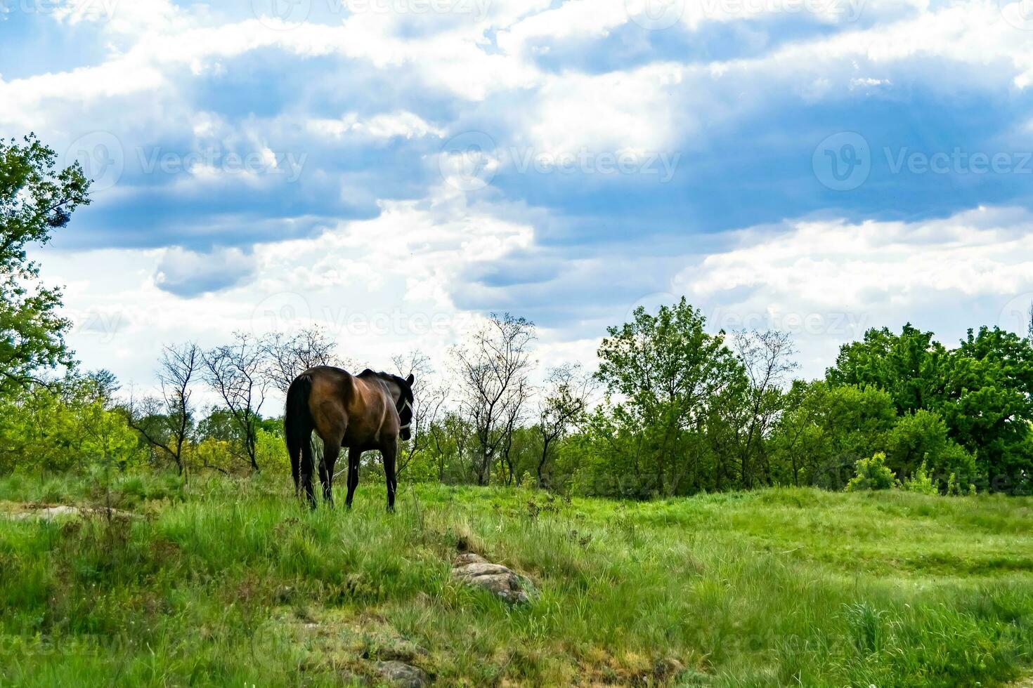 bellissimo stallone selvaggio cavallo marrone sul prato fiorito estivo foto