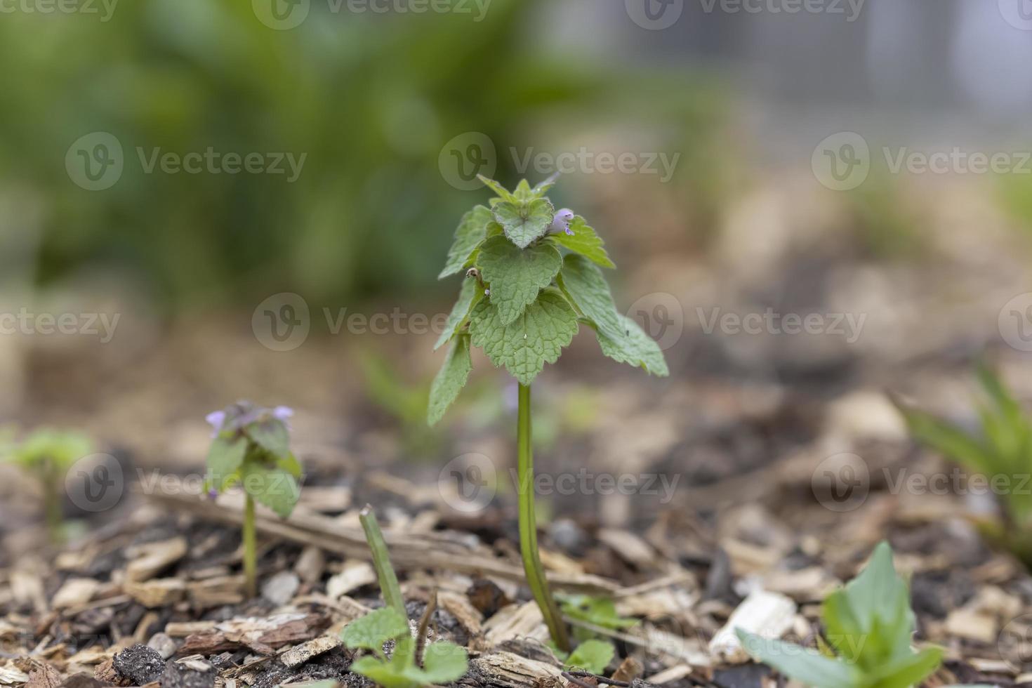 Immagine ravvicinata di pianta di menta appena coltivata foto