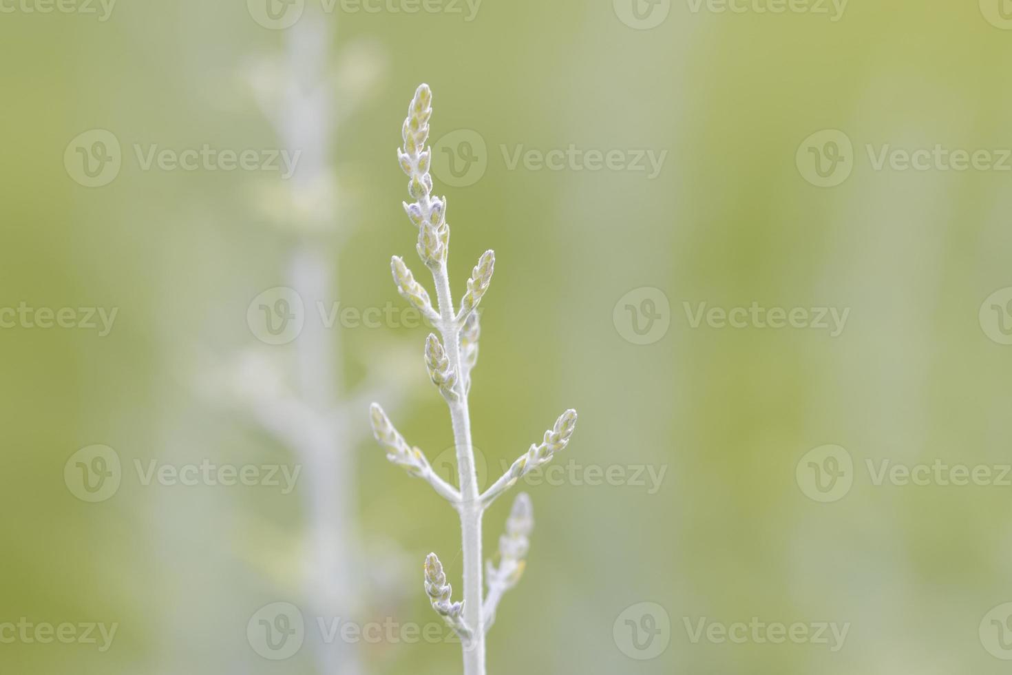 primo piano del ramo di una pianta di lavanda foto