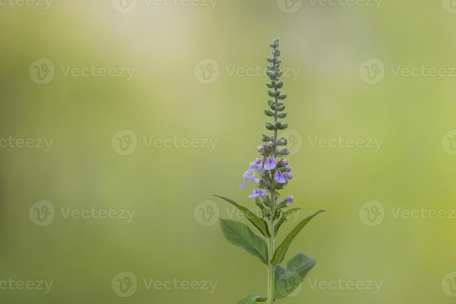 immagine ravvicinata di fiori di lavanda sulla pianta foto