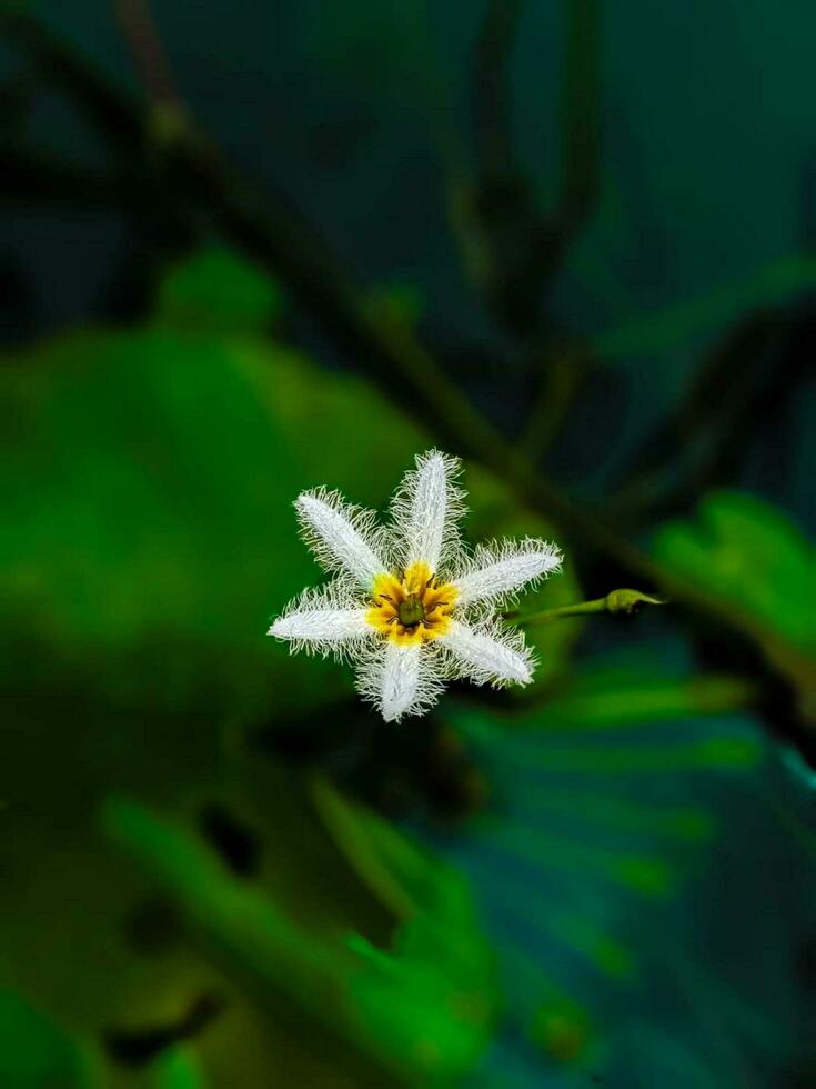 bellissimo fioritura fiore nel giardino foto