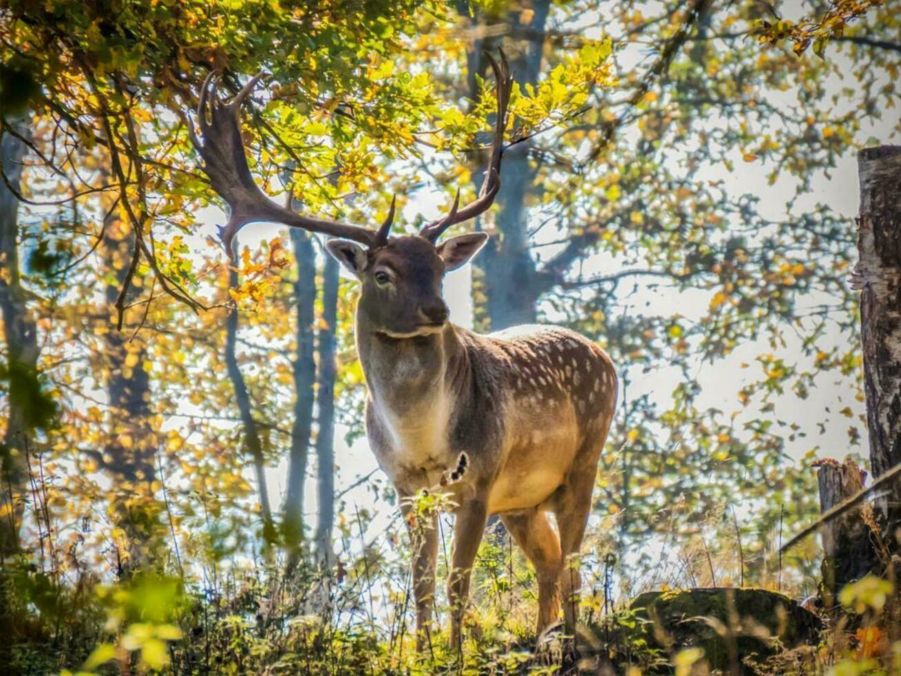 maestoso cervo in piedi tra autunno fogliame nel naturale natura habitat in piedi cervo nel autunno foresta, in mostra bellezza di natura e animale animali selvatici. foto