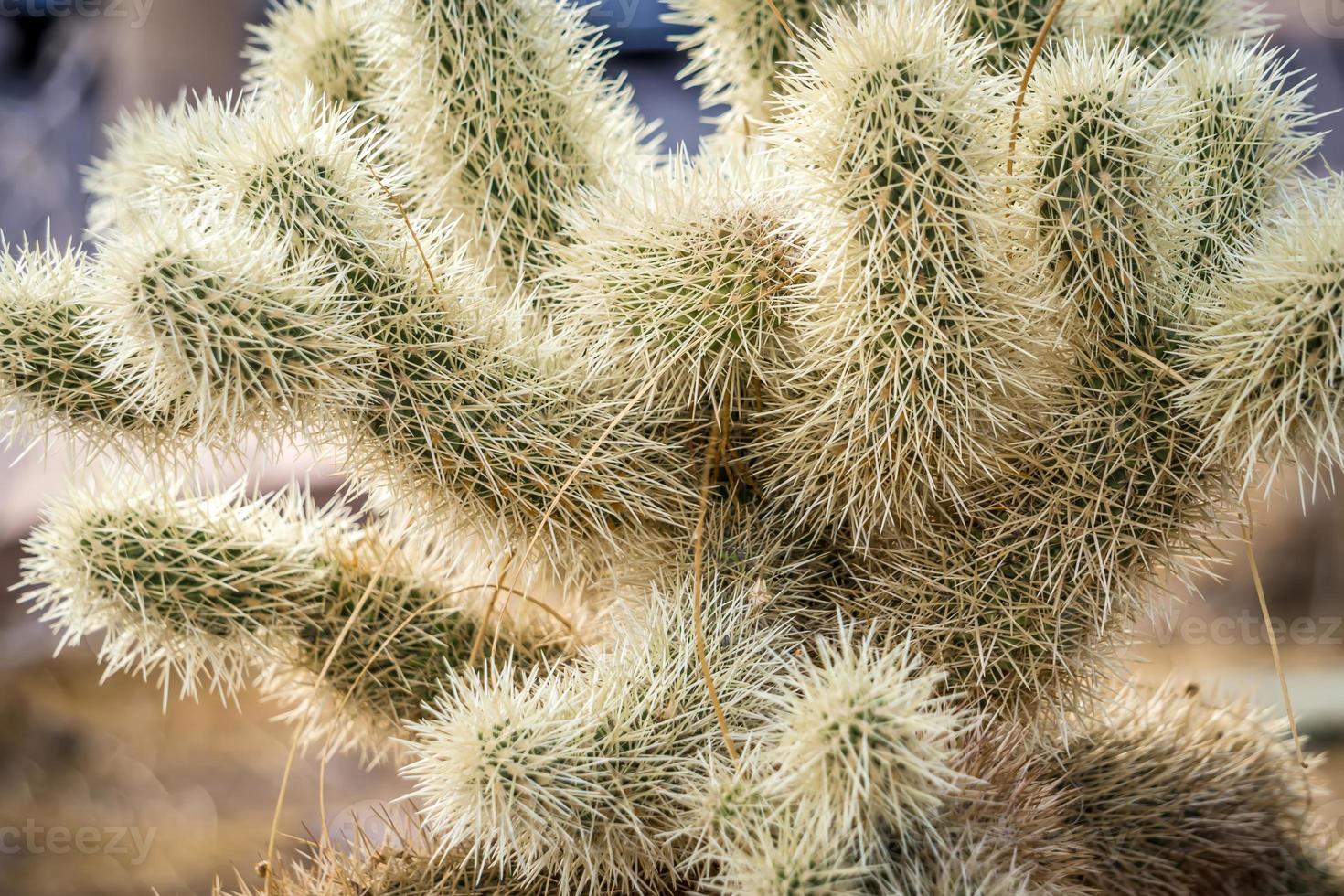 cactus che cresce nel parco nazionale della valle della morte foto