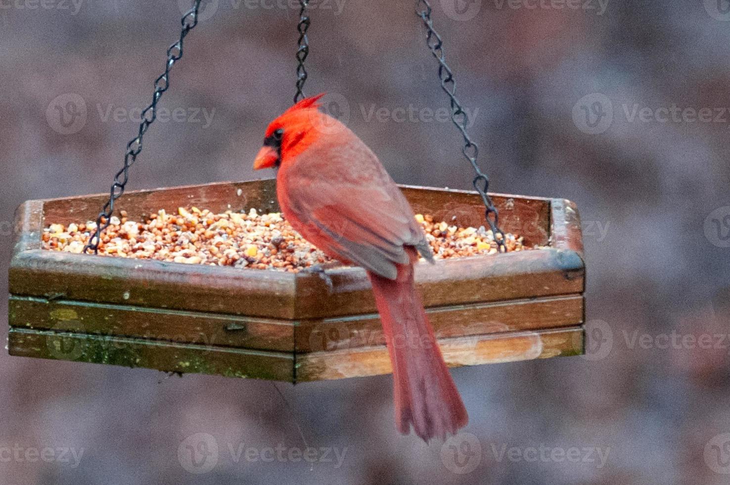 cardinale che si nutre alla mangiatoia per uccelli in carolina foto