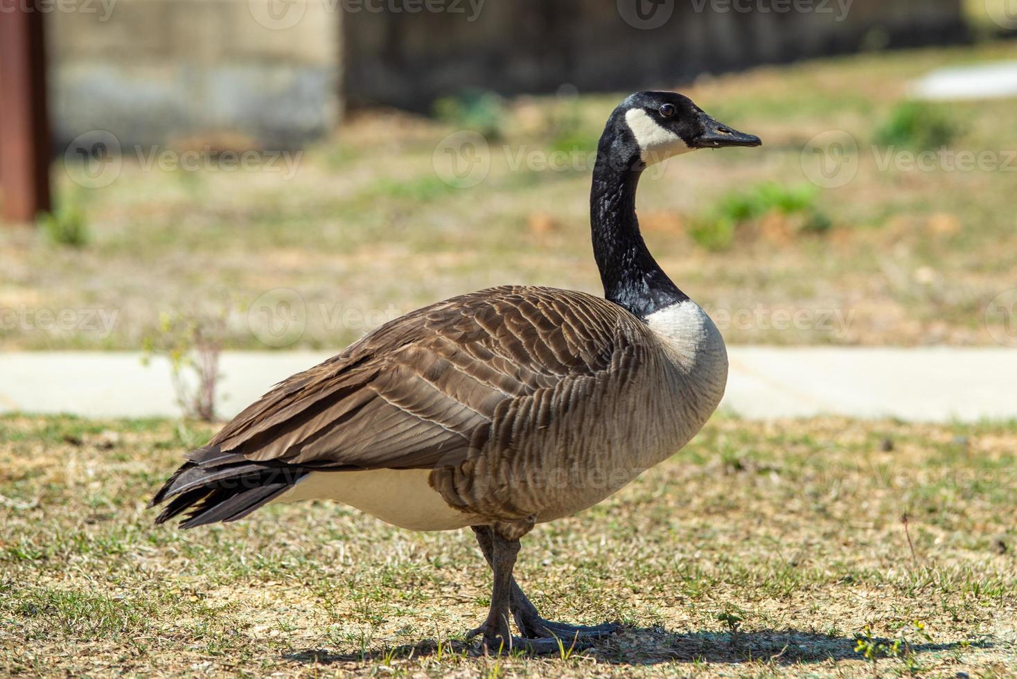 oca grigia canadese che pasce allo stato brado foto