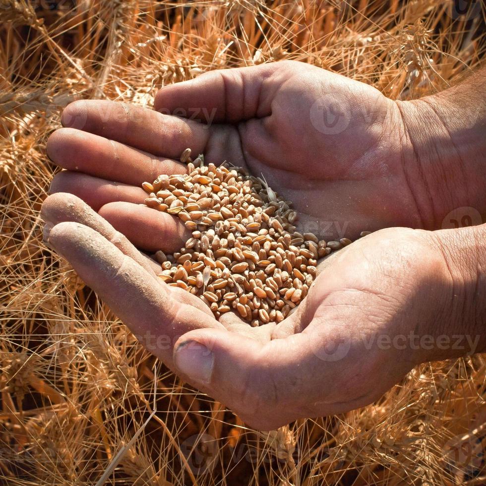 raccolto di grano estivo foto