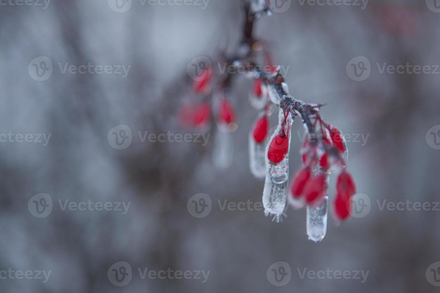 bacche rosse congelate foto