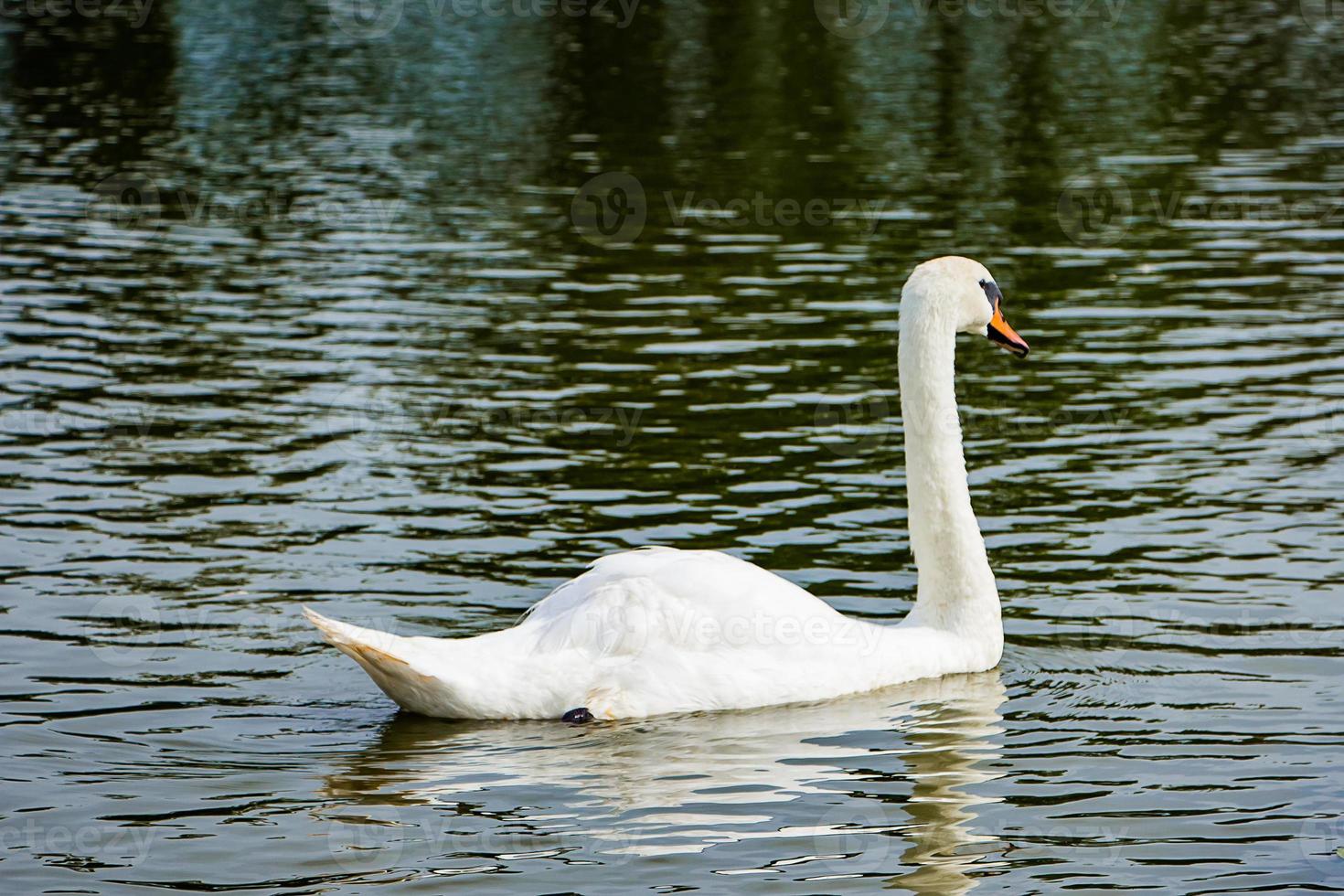 cigno bianco nuota in uno stagno in acqua limpida tra i fiori di loto. foto