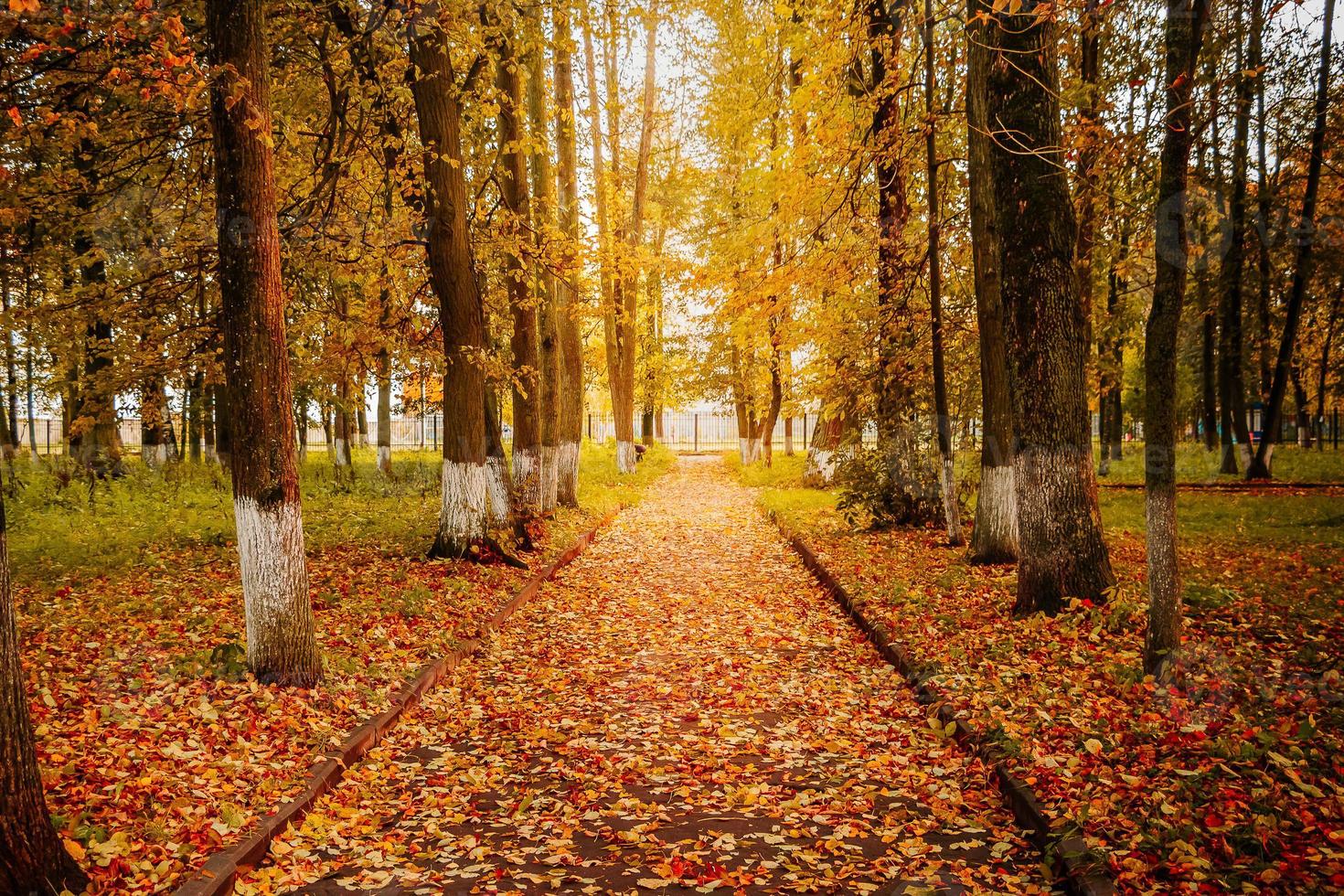 bellissimo parco autunnale, sentieri tra alberi gialli sotto il sole foto