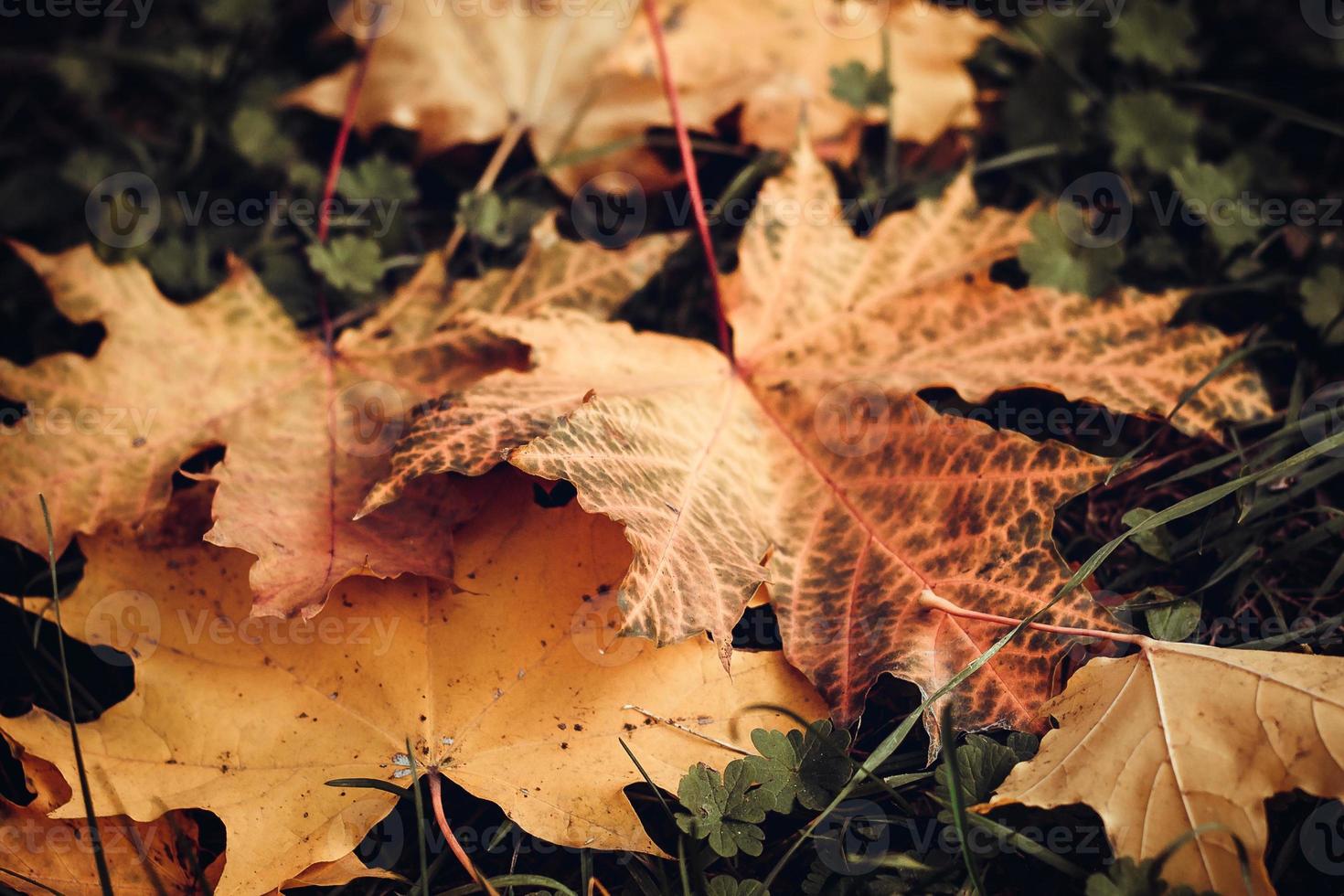 foglie autunnali gialle e rosse foto