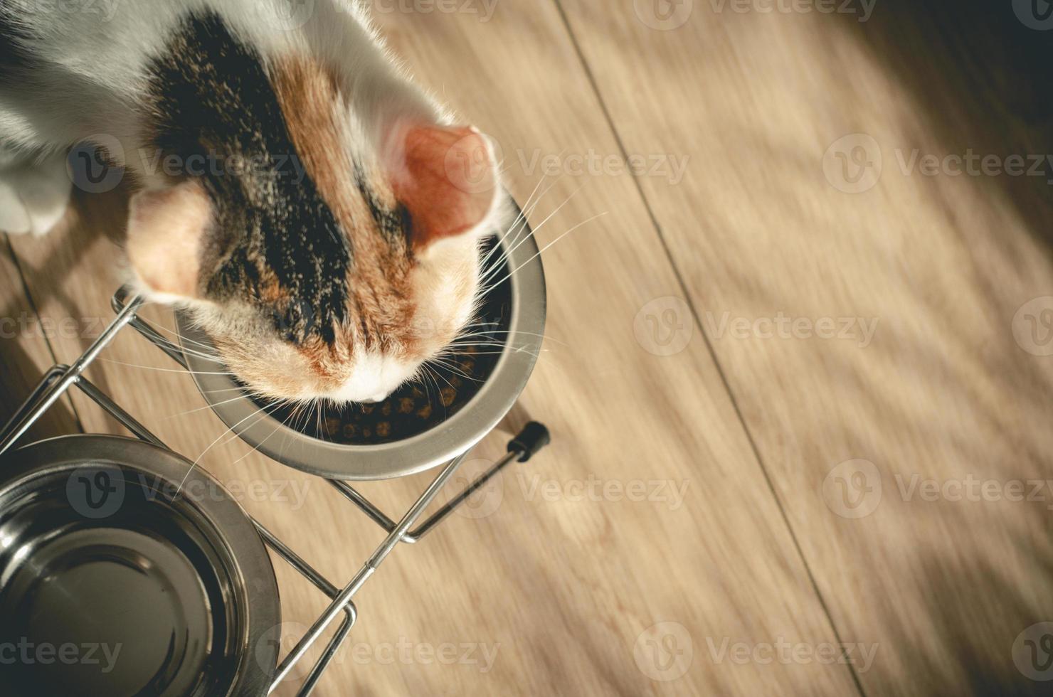 gatto tricolore affamato mangia cibo secco foto