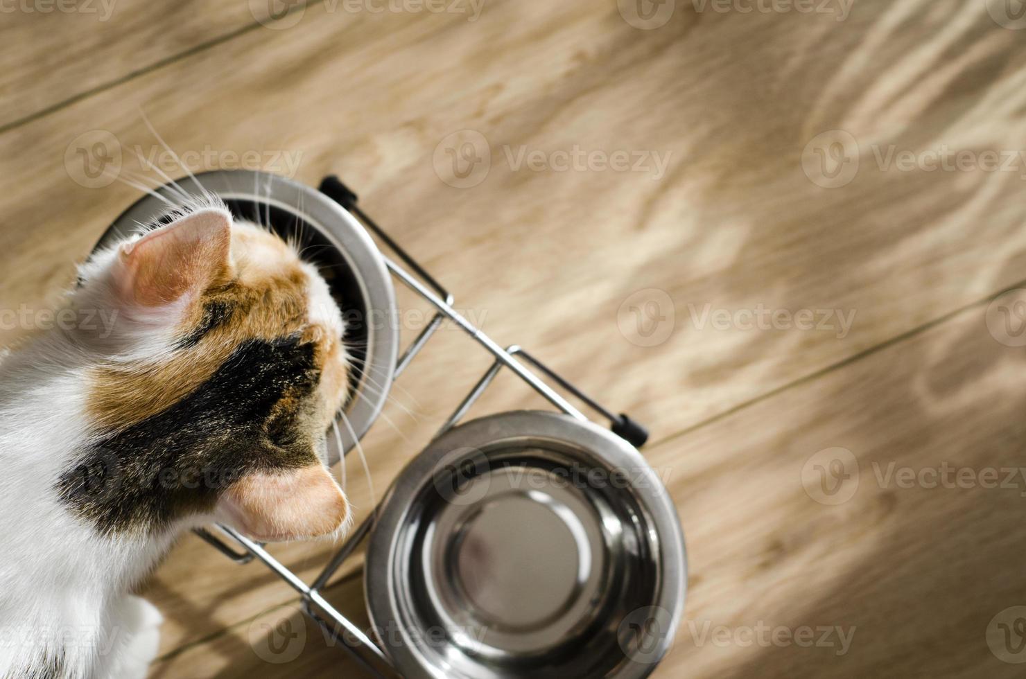 gatto tricolore affamato mangia cibo secco foto