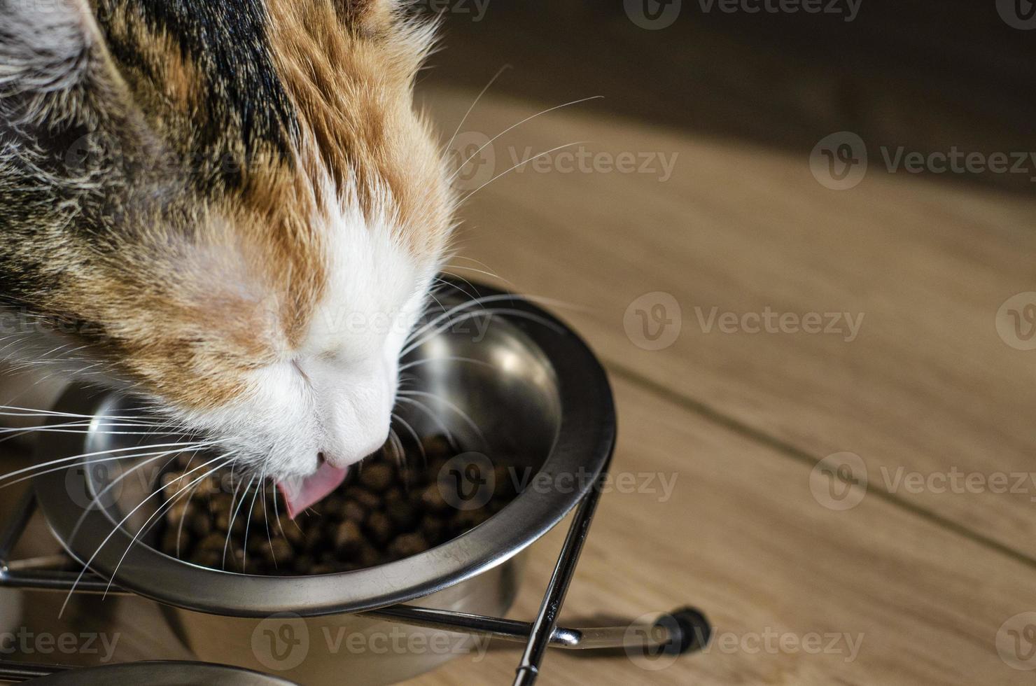 gatto tricolore affamato mangia cibo secco foto