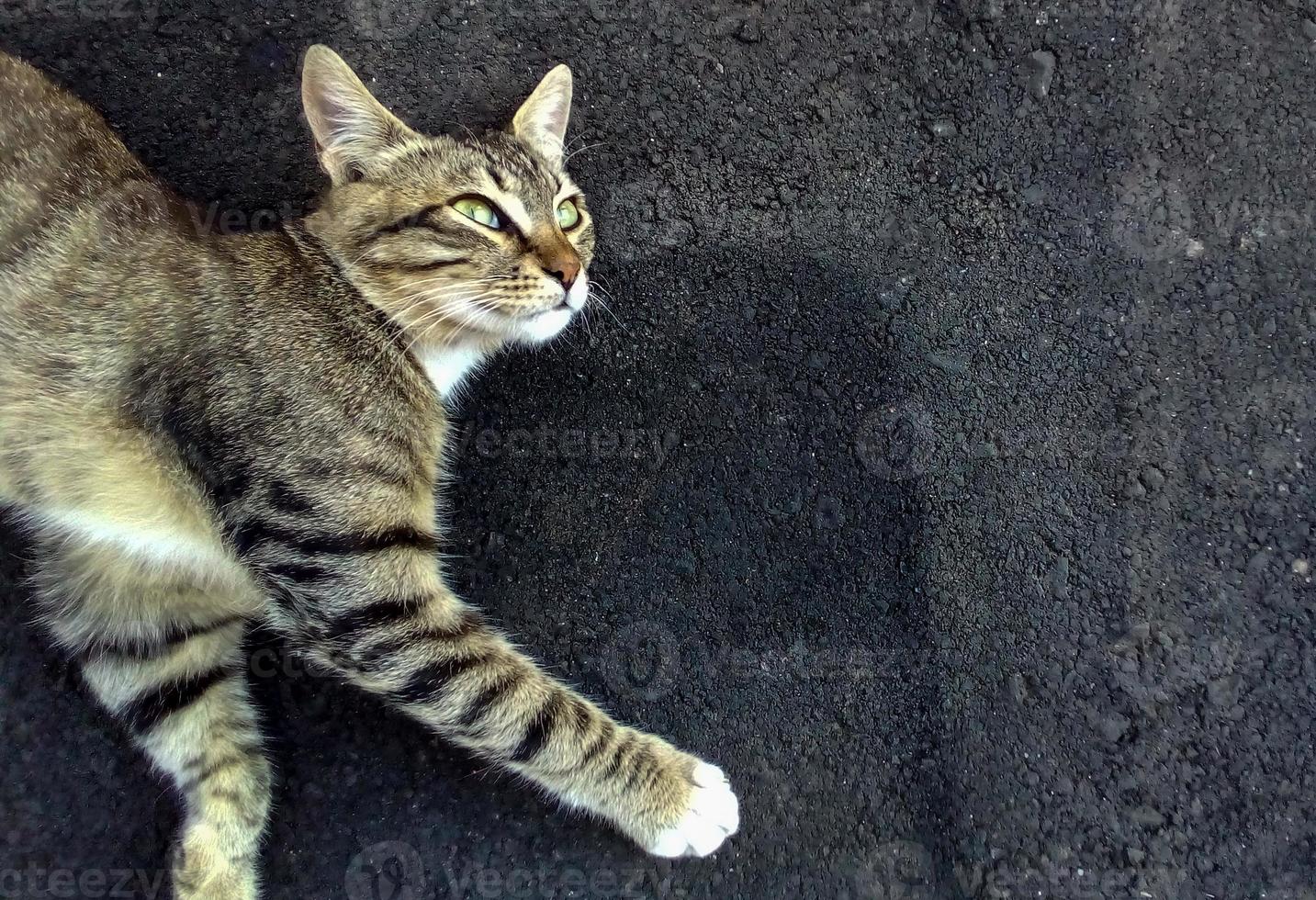 il gatto giace sull'asfalto foto