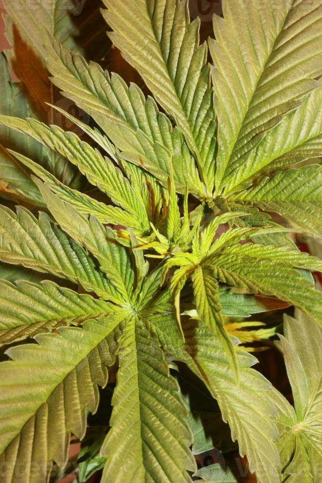 pianta di cannabis prime foglie da vicino stampe moderne famiglia cannabaceae foto