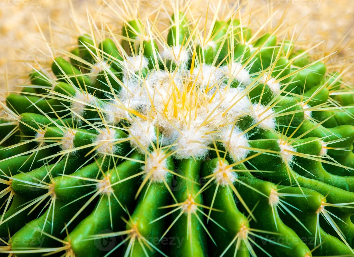 specie di cactus echinocactus grusonii, cactus a botte d'oro foto