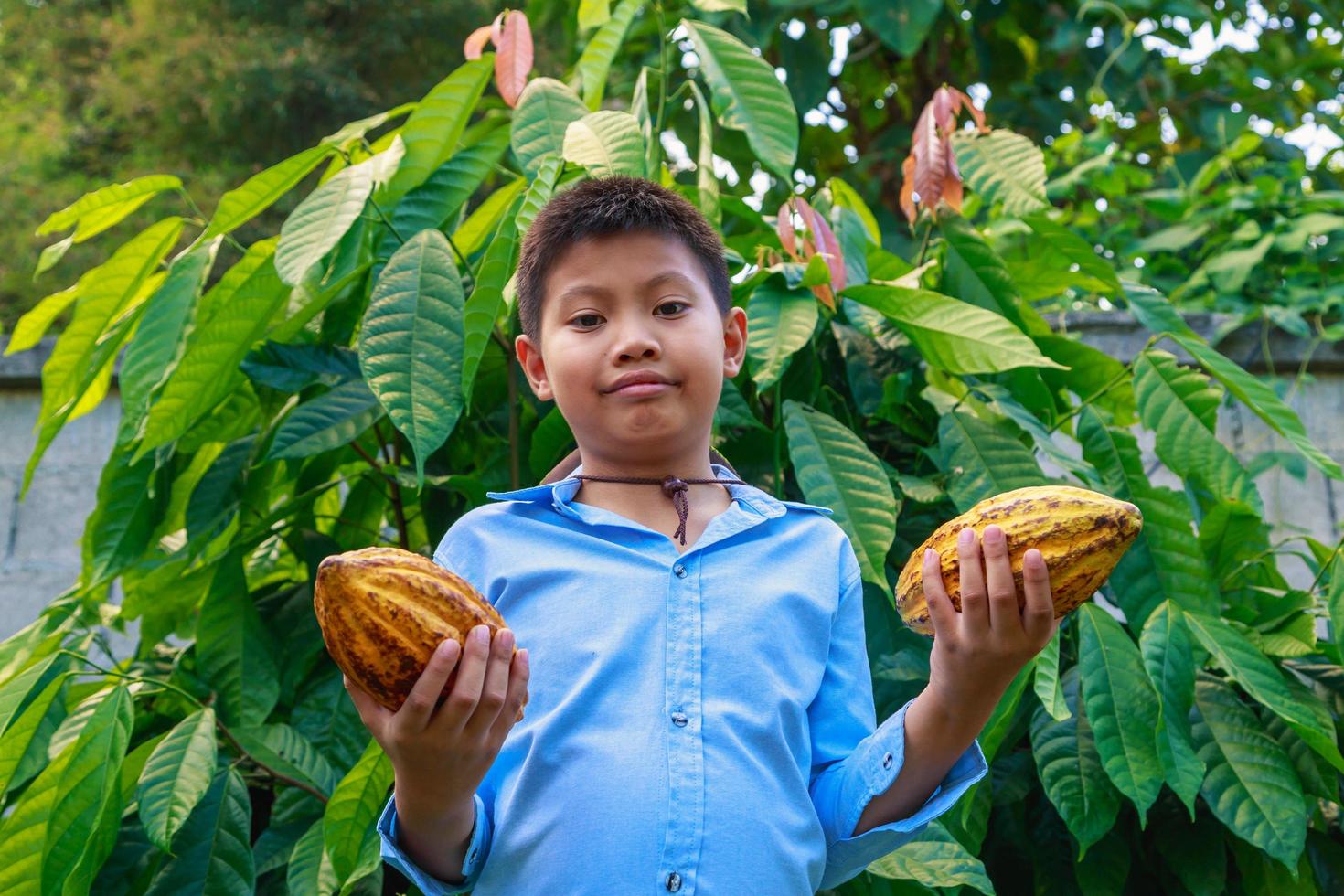 baccelli di cacao fresco nelle mani dei contadini foto