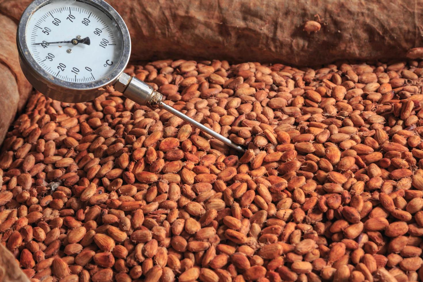 misurare la temperatura delle fave di cacao fermentate. foto