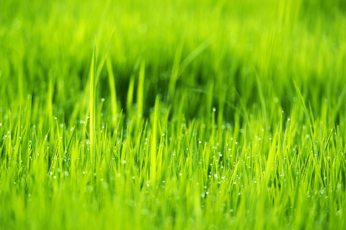 stagione primaverile o estiva natura astratta sfondo foto