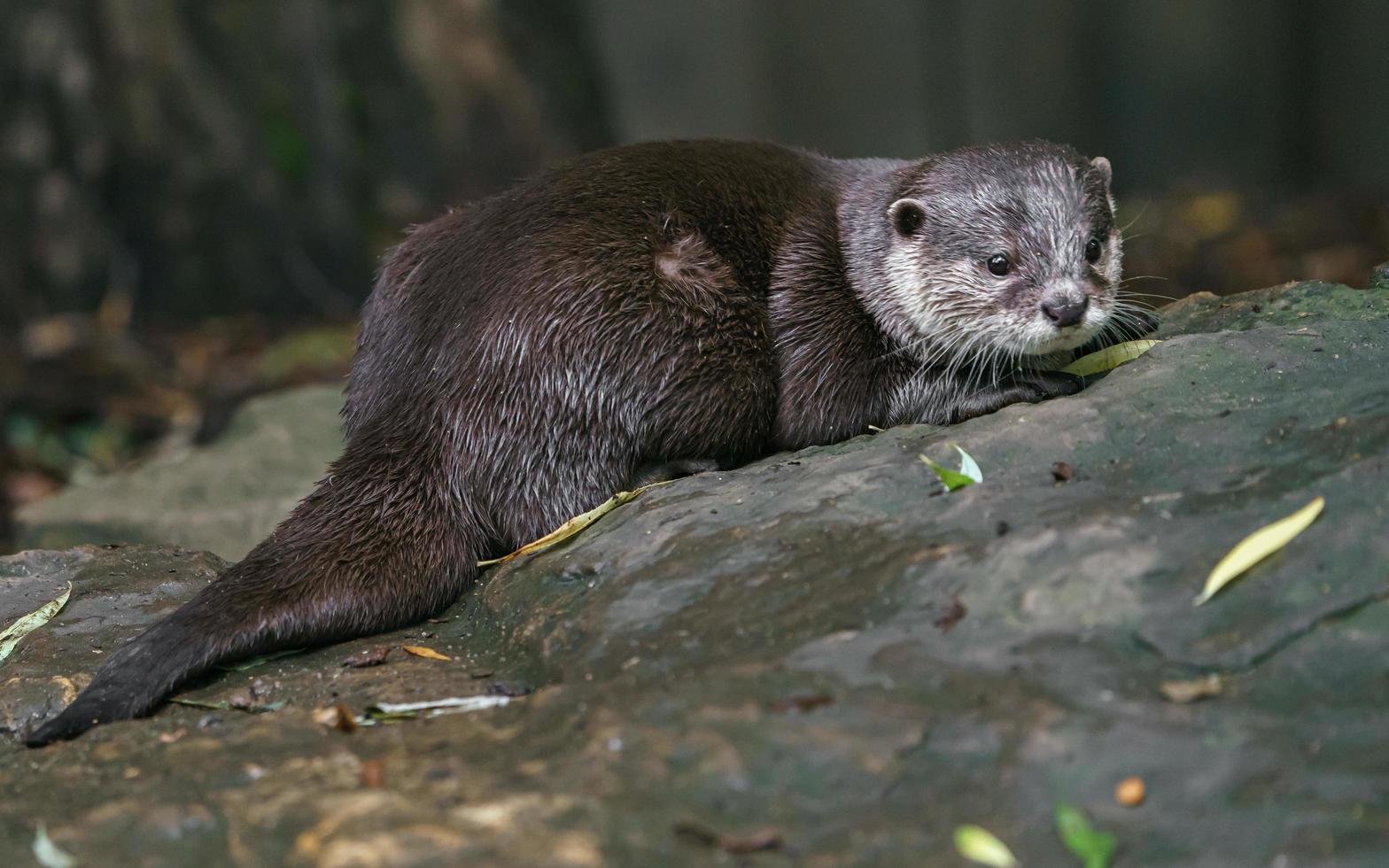 piccola lontra artigliata asiatica foto