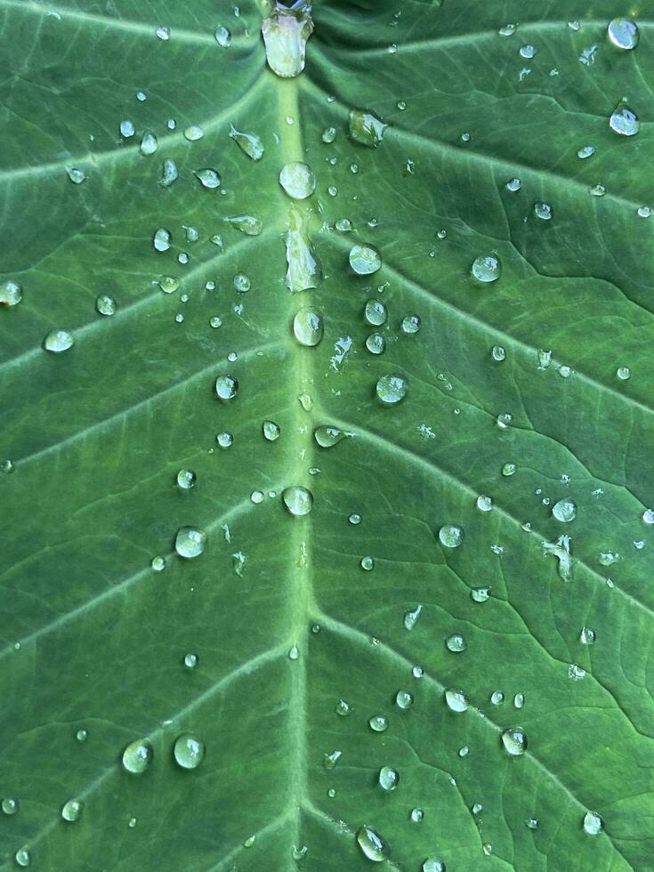 un' verde foglia con rotolamento acqua, vicino su di foglia naturale sfondo foto