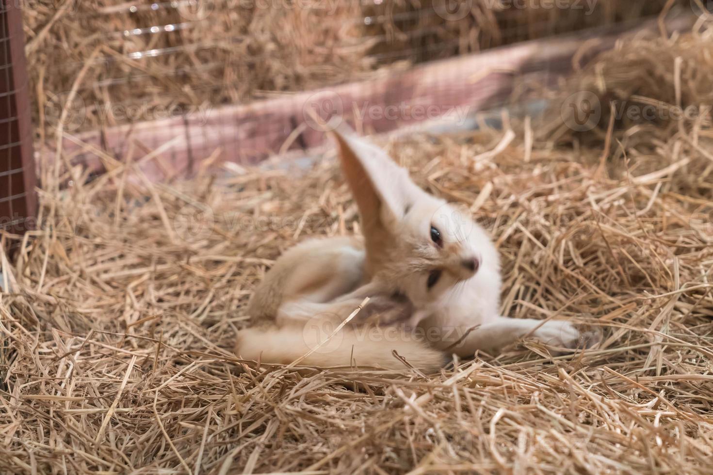 fennec volpe o volpe del deserto foto