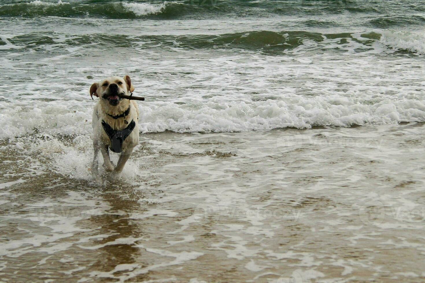 bianca corto rivestito Britannico labrador cane da riporto su il spiaggia di blavanda Danimarca foto