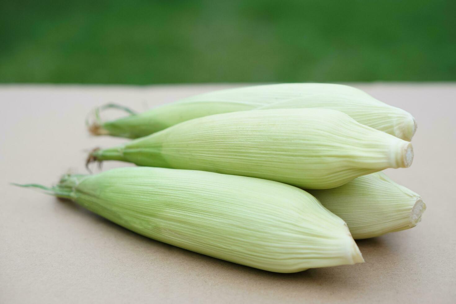 fresco biologico semi. tailandese Locale razza. preferito per il settentrionale agricoltori crescere per Bollire o vapore o cucinare per tailandese tradizionale dolce. concetto, agricoltura colture prodotti, Locale cibo Comunità impianti foto