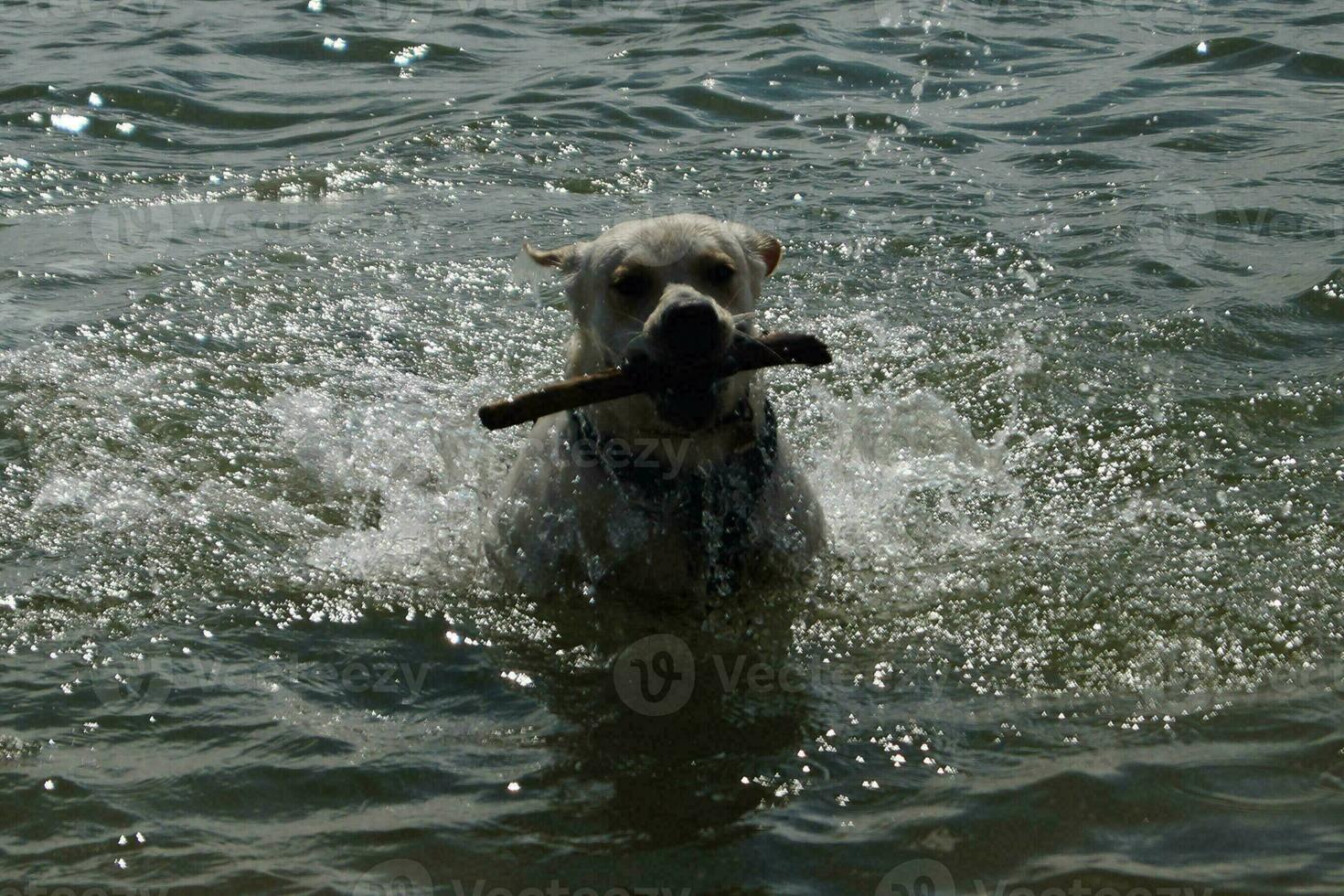 bianca corto rivestito Britannico labrador cane da riporto su il spiaggia di blavanda Danimarca foto