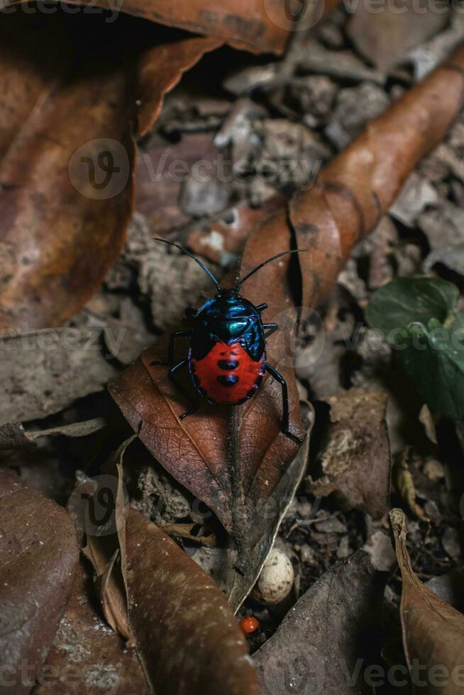 un' nero e blu insetto è seduta su un' foglia foto