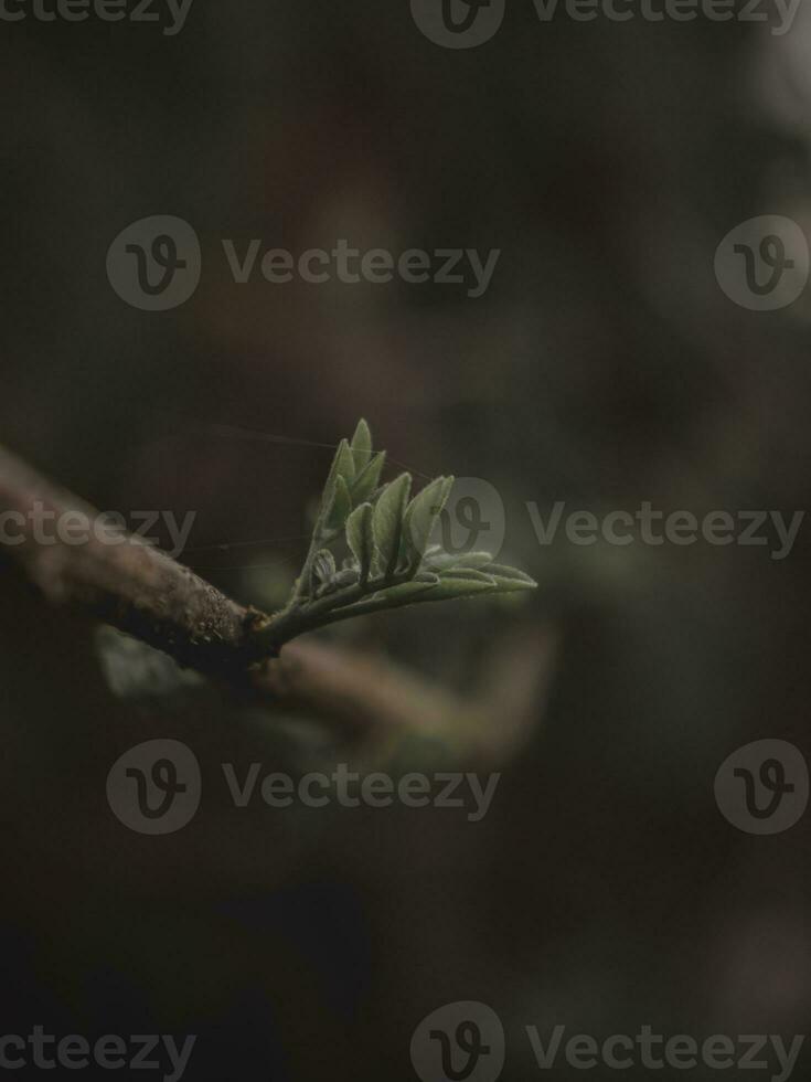 avvicinamento di un' tiro foglia su un' ramo foto