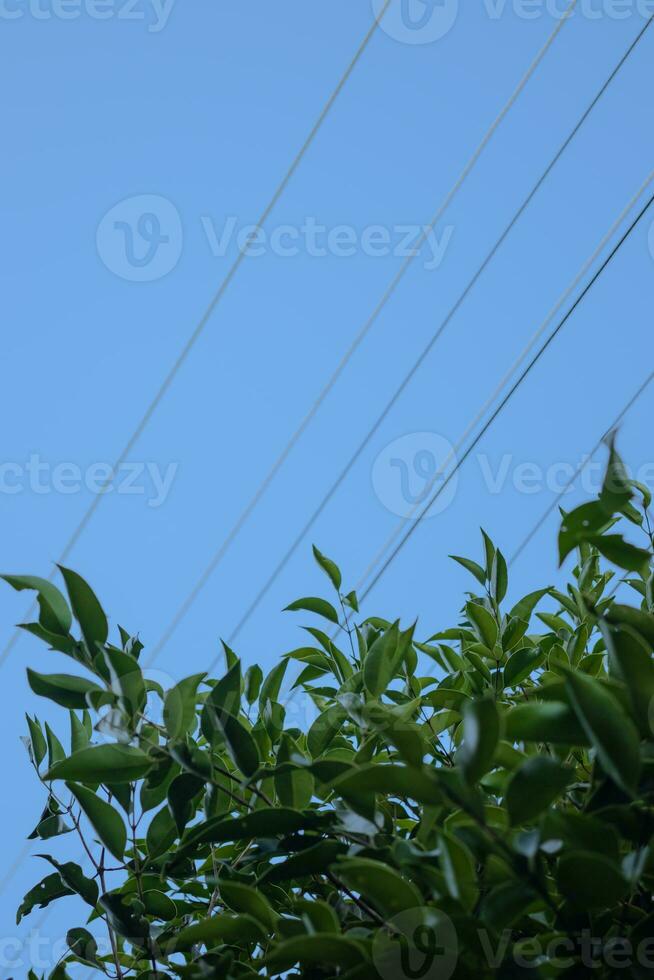 eucalipto rami e fili contro il blu cielo foto